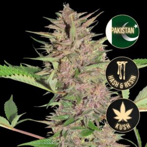 Pakistan chitral kush (1)