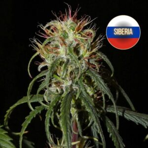 Siberian Ruderalis (1)
