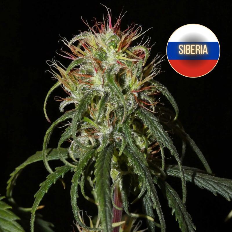 Siberian Ruderalis (1)