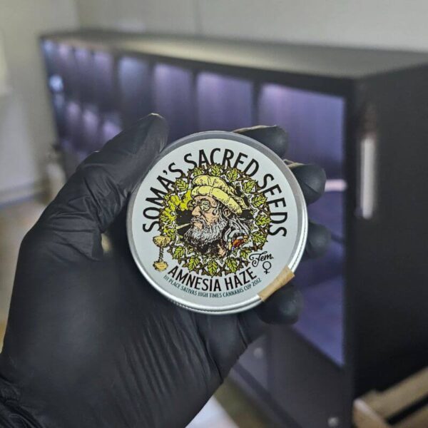 Amnesia Haze by Soma's Sacred Seeds | Jonny Seeds'