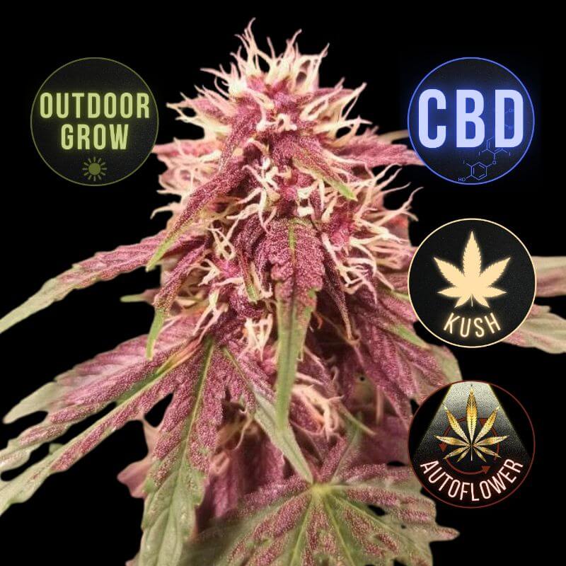 CBD Auto Blackberry Kush