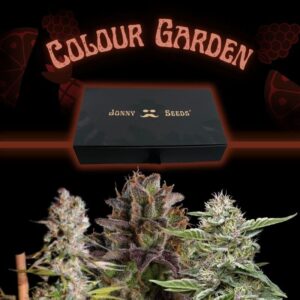 Midnight Purple & Fade