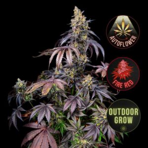 Red Gorilla Girl XL Auto