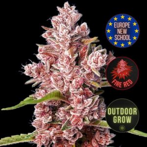 Tropicana Poison F1 Fast